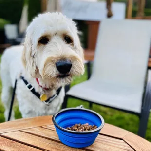 Wine tasting pup!