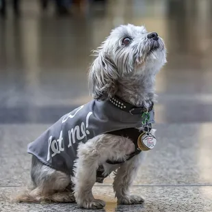 SFO welcomes "Sawyer" the newest member of the "Wag Brigade". They're a group of airport therapy dogs. We think he's too cute!!!