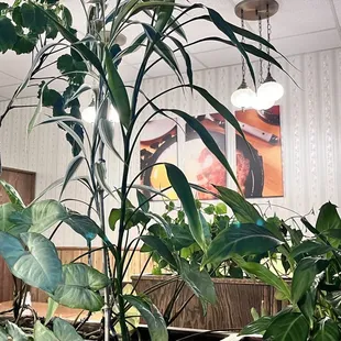 a plant in a restaurant