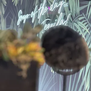 the reflection of a plant in a mirror