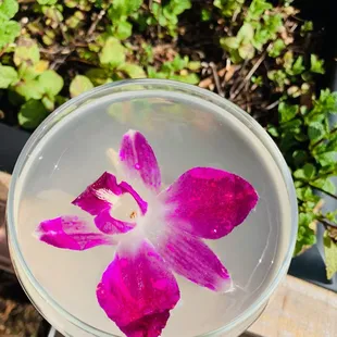 Phool For You: Aviation Gin, Elderflower, Lime, Bubbles