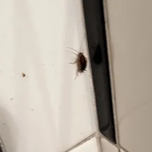 On of the cockroaches that scattered in the restroom as soon as I turned on the lights