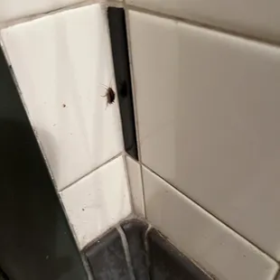 One of the cockroaches I saw in the bathroom