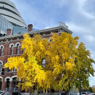 Love the yellow leaves!