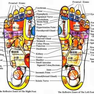 Foot Reflexology Mapping
