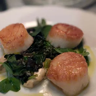 Scallops