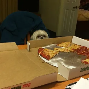 Gracie drove from Chicago to have Massey's Pizza!