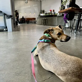 Polished concrete. Plants. Dog.