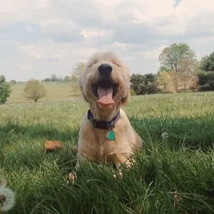A tired dog is a happy dog