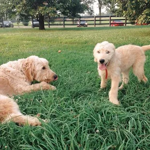 The dog park is a great spot for puppies to get socialized with adult dogs.