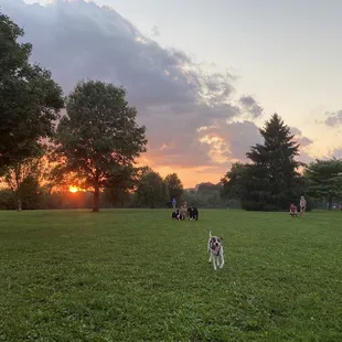 Mason loving the dog park