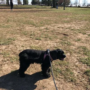 Sadie, my blind dog. I keep her on a leash here since Henry, her guide dog is running wild here.