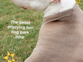 Jacobson Park Dog Park