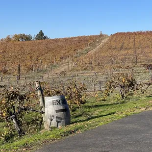 a vineyard in the background