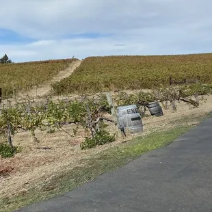 Vineyard