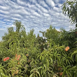 Orchard in the morning