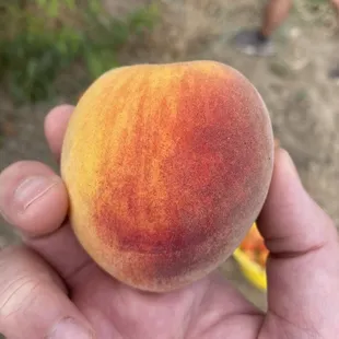 The juiciest most delicious organic peach
