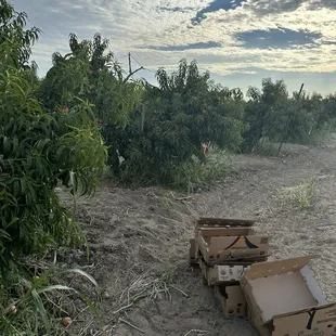 Orchard in the morning