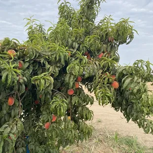 Peach trees. Best stone fruit ever