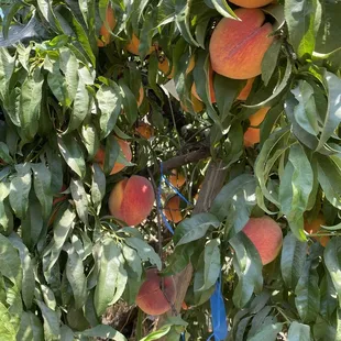 Beautiful peaches
