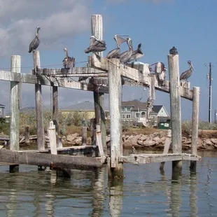 Pelicans