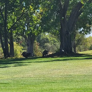 First course I played that had wild turkeys roaming the course.