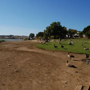 Overview of the park showing the local avian residents and picnic area.