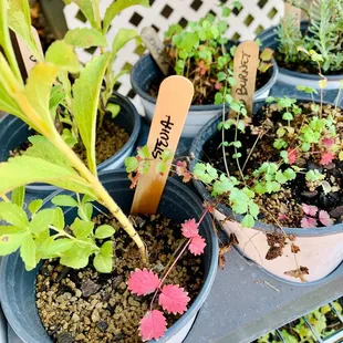  variety of potted plants