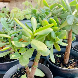  group of potted plants