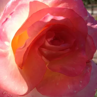 Diane M.