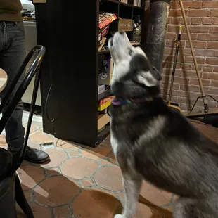 Resident Doggo. She loves to howl, it's hilarious.