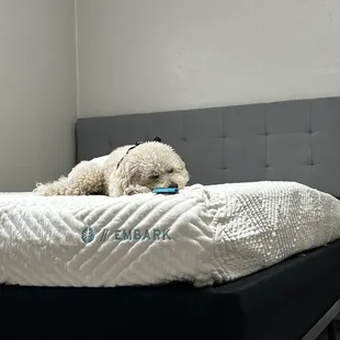 Queen foam bed with my dog so happy to finally have a bed again.