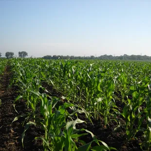 a field of corn