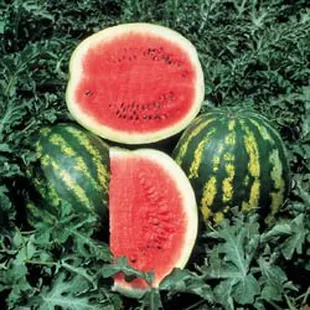 Look at these watermelons! Can taste them already! Come on Summer!