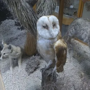 Maturango Museum Of Indian Wells Valley