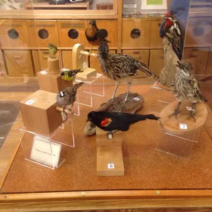 Birds.....