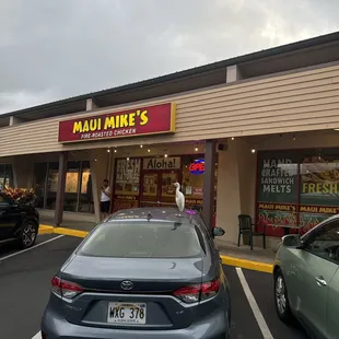 Even the local wild life loves Maui Mike&apos;s!