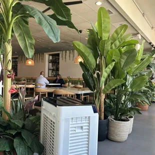 ramen and noodles, interior