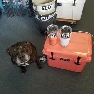 Blaze with the Yeti