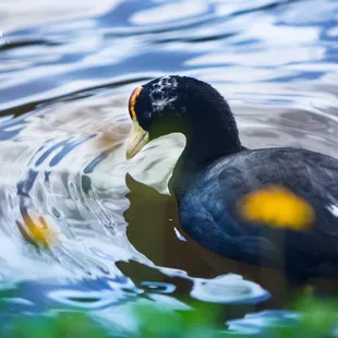 &apos;Alae &apos;Ula (&quot;burnt forehead&quot;) Moorhen