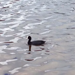 Endangered Hawaiian Coot?