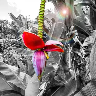 Banana tree.