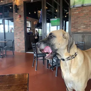 Dog friendly patio (bacon hitting the spot)