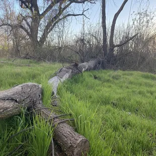 Trail