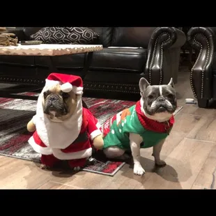 The Max mascots are ready for Christmas