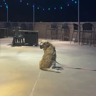 a dog sitting on the floor