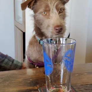 Stewart loves the dog-friendly atmosphere.