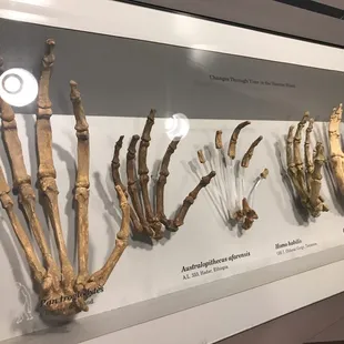 Ancestral hands!