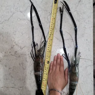 Freshwater Prawn