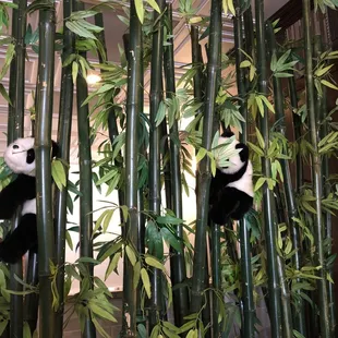 two panda bears in a bamboo tree